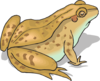 Brown Spotted Frog Clip Art